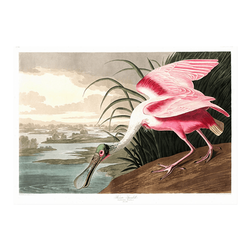 ‍Audubon Roseate Spoonbill (100% off)