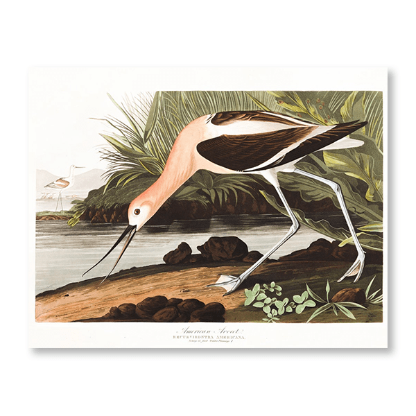 Audubon American Avocet - Jasper & Jute