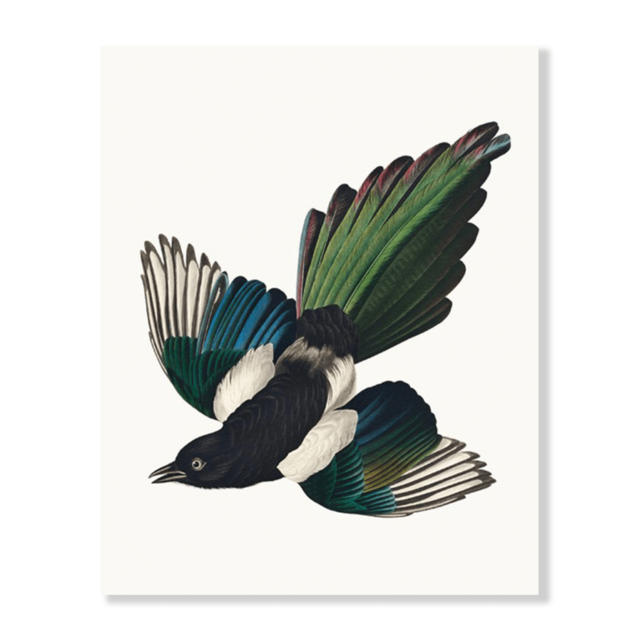 Audubon American Magpie - Jasper & Jute