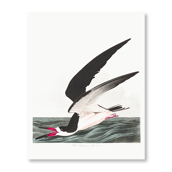 Audubon Black Skimmer - Jasper & Jute