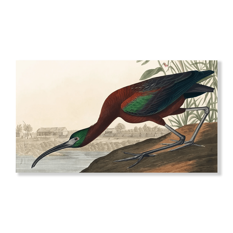 Audubon Glossy Ibis - Jasper & Jute