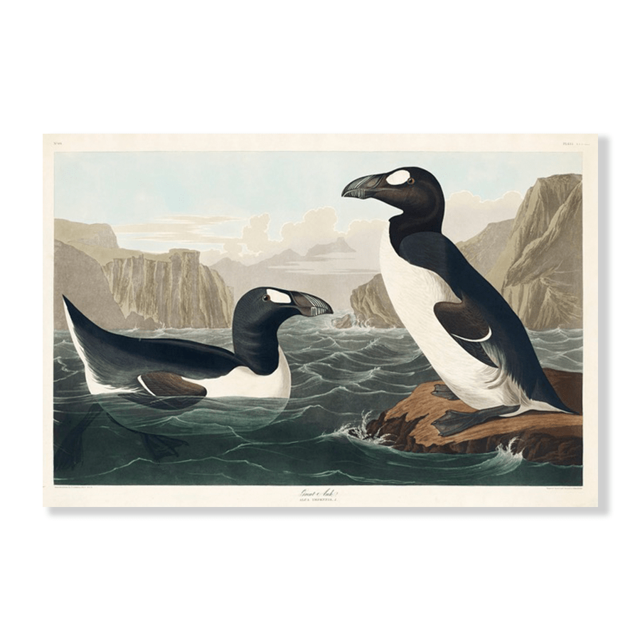 Audubon Great Auk - Jasper & Jute