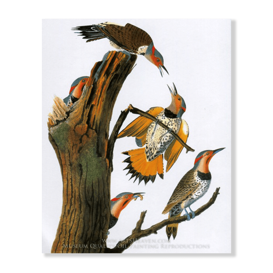 Audubon Northern Flicker - Jasper & Jute