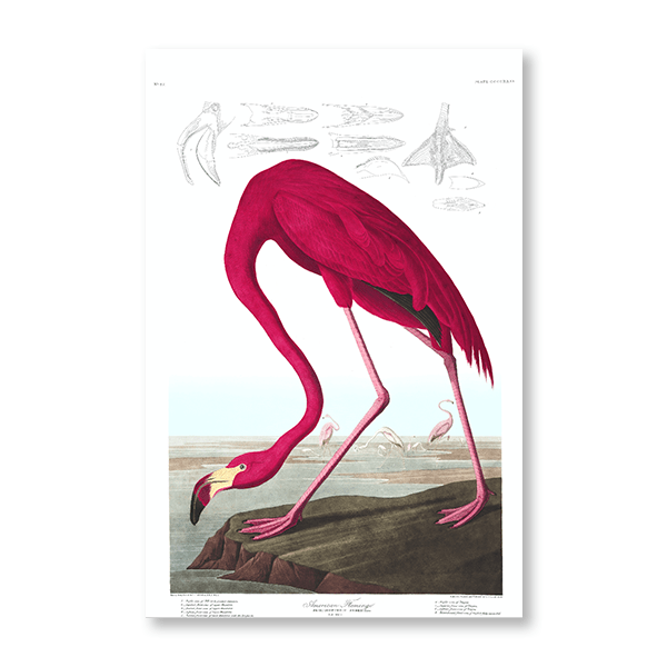 Audubon Pink Flamingo - Jasper & Jute