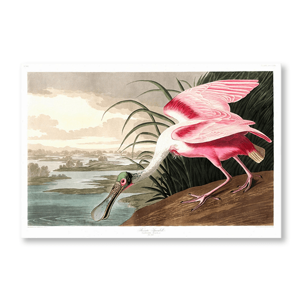 Audubon Roseate Spoonbill - Jasper & Jute