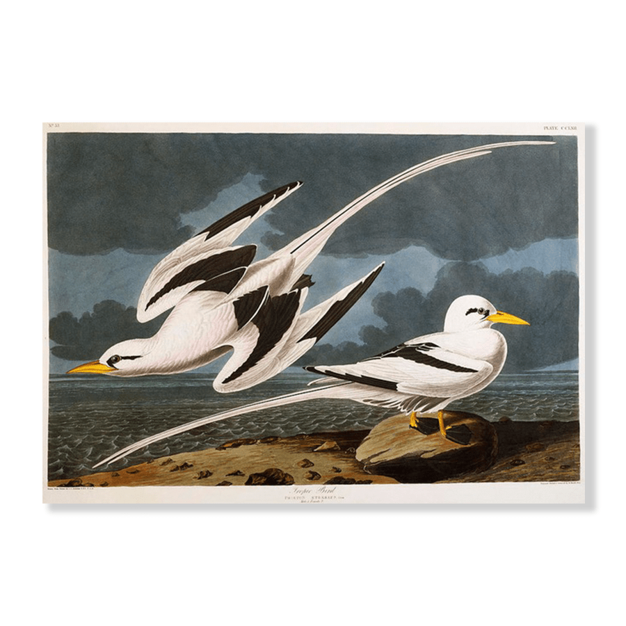 Audubon Tropic Birds - Jasper & Jute