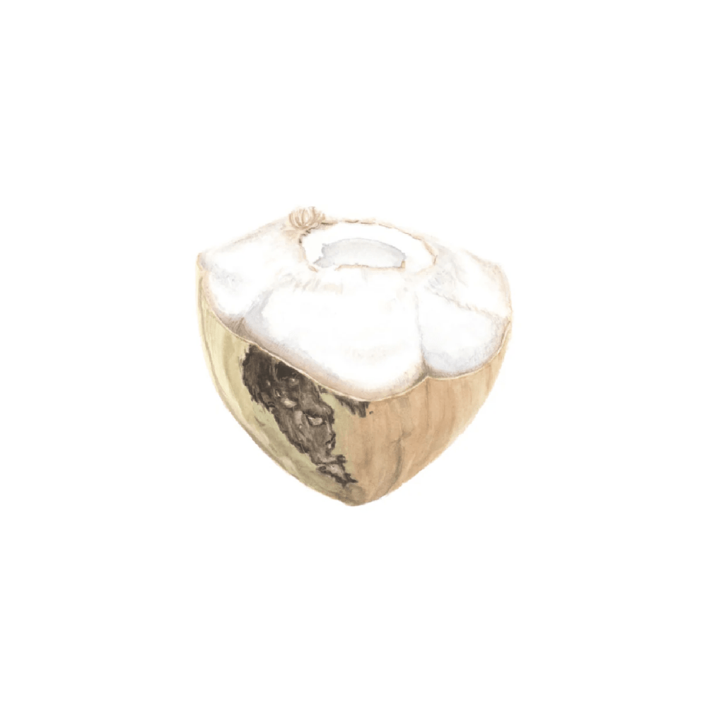 Bali Tropical Coconut