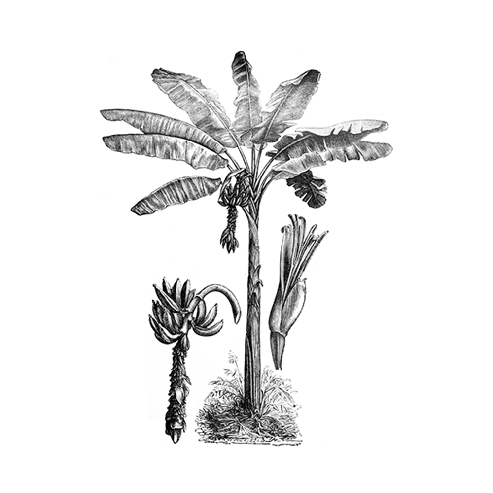 Banana Tree Etching