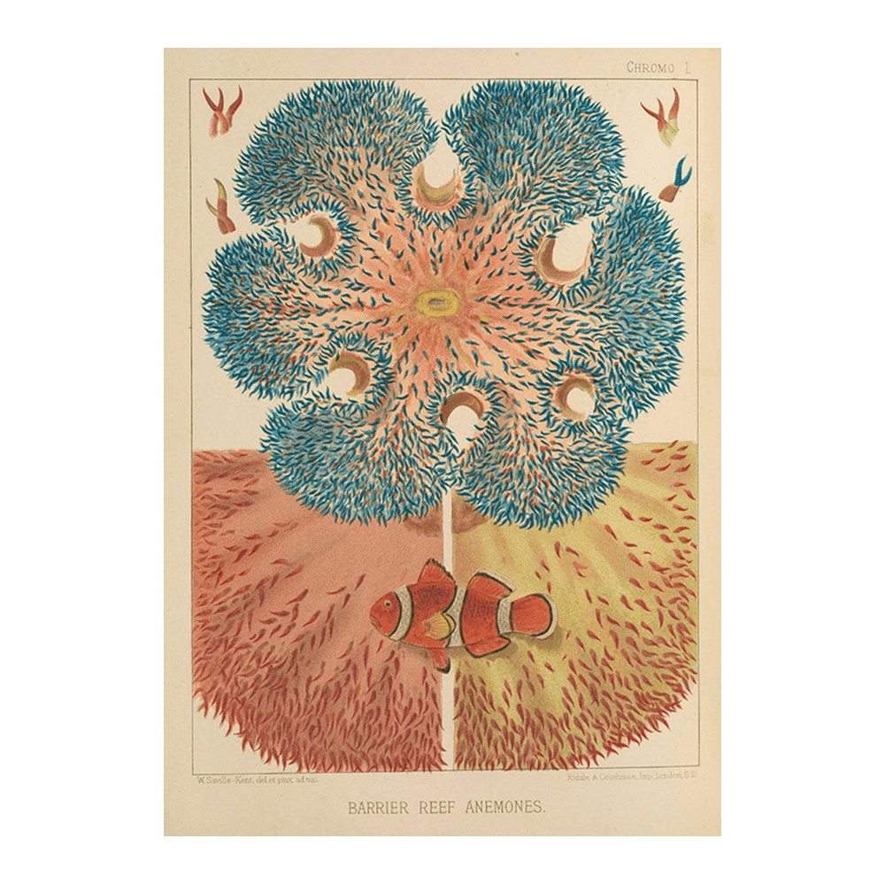 Barrier Reef Anemones (1893)