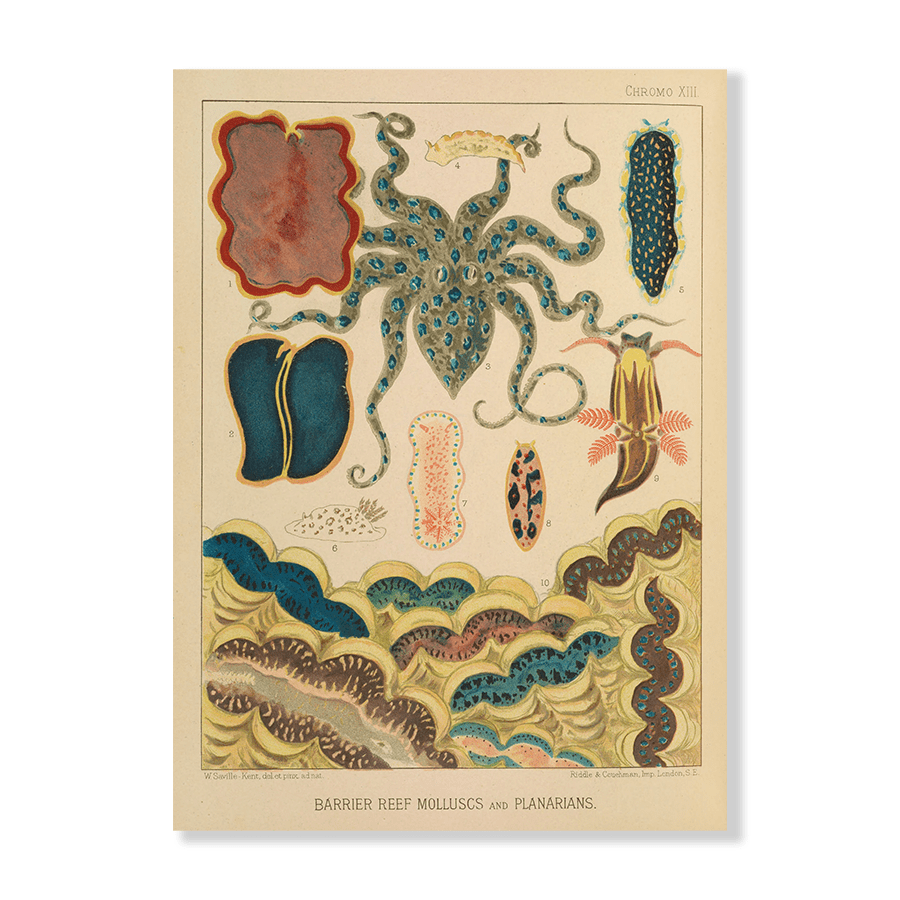 Barrier Reef Molluscs and Planarians (1893) - Jasper & Jute