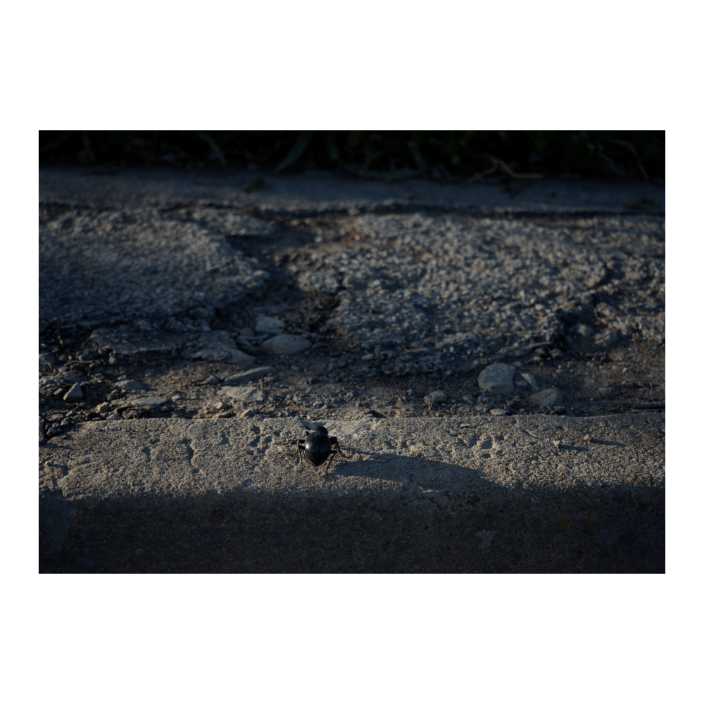 Beetle Run
