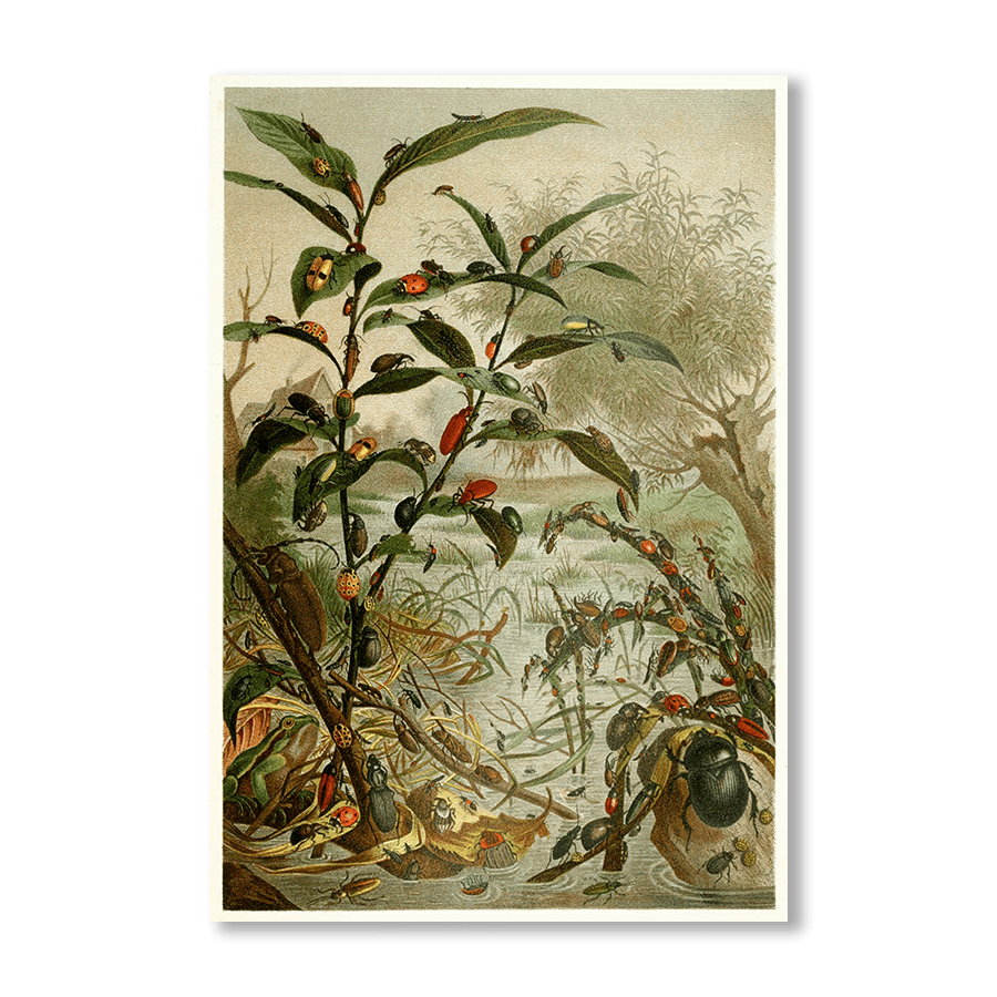 Beetles In A Flood - Jasper & Jute