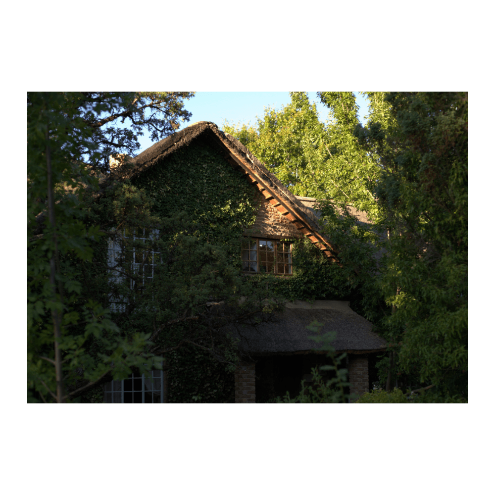 Between The Trees