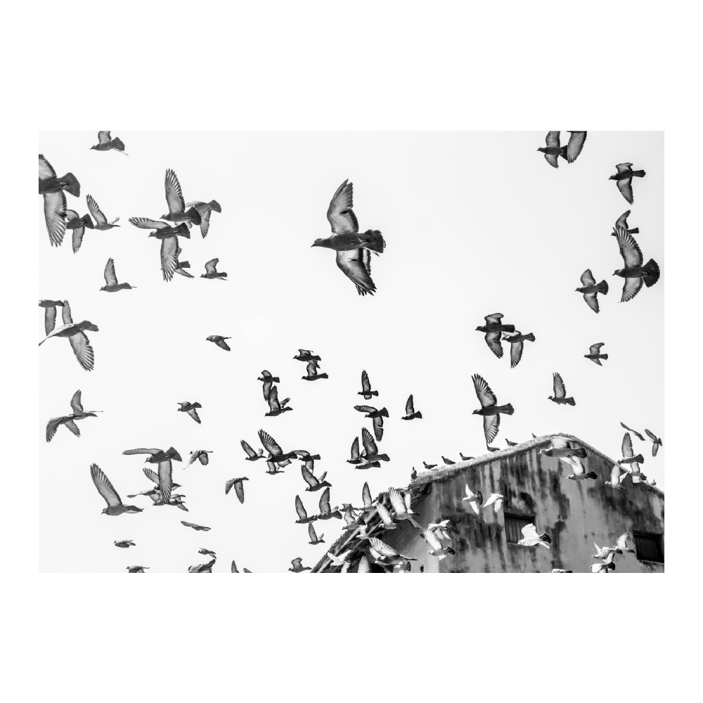 Birds In The Sky