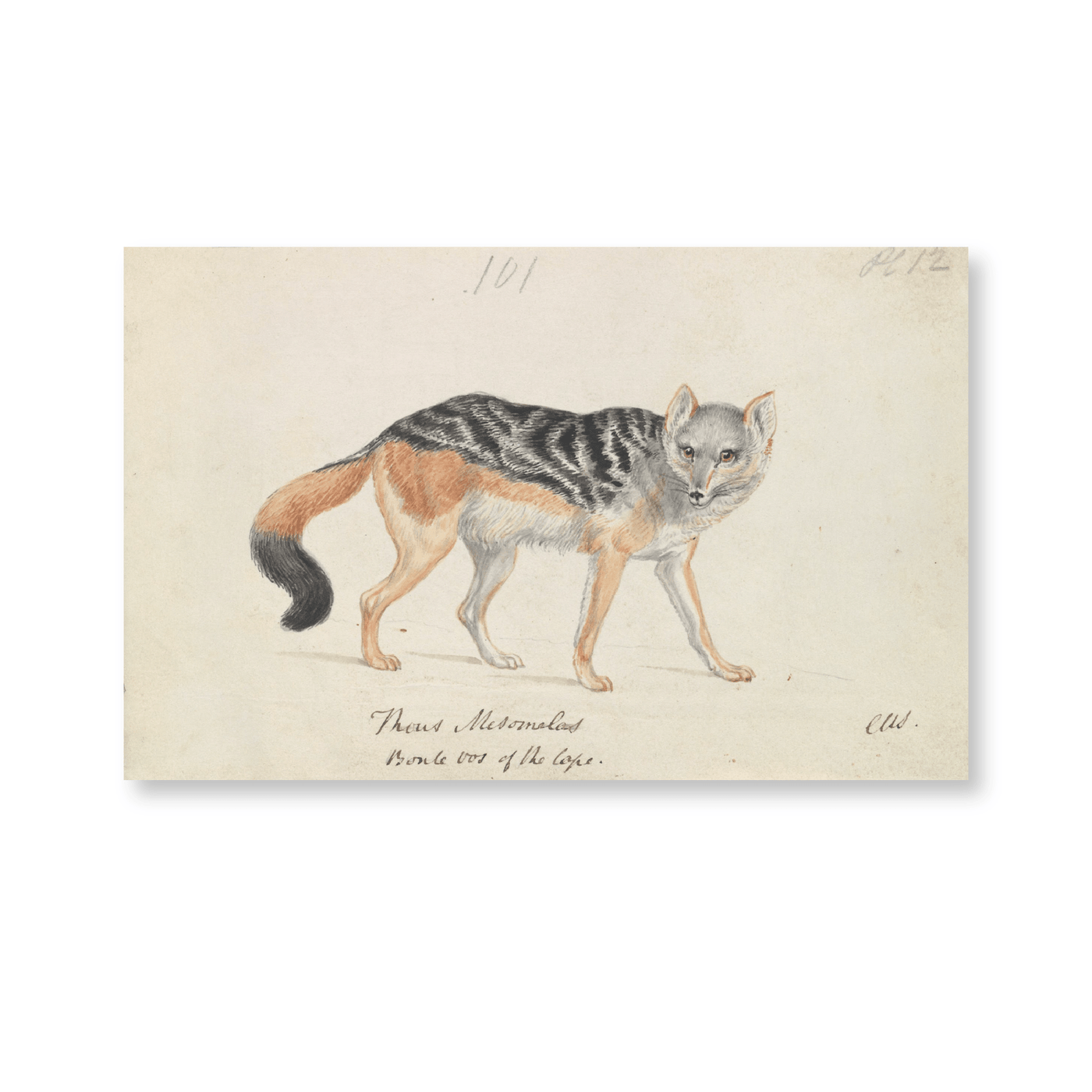 Black-Backed Jackal - Jasper & Jute