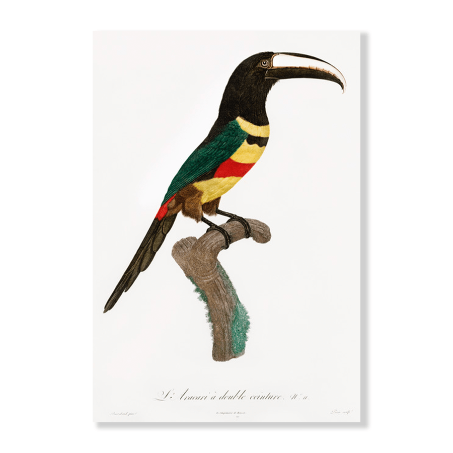 Black-Necked Aracari - Jasper & Jute