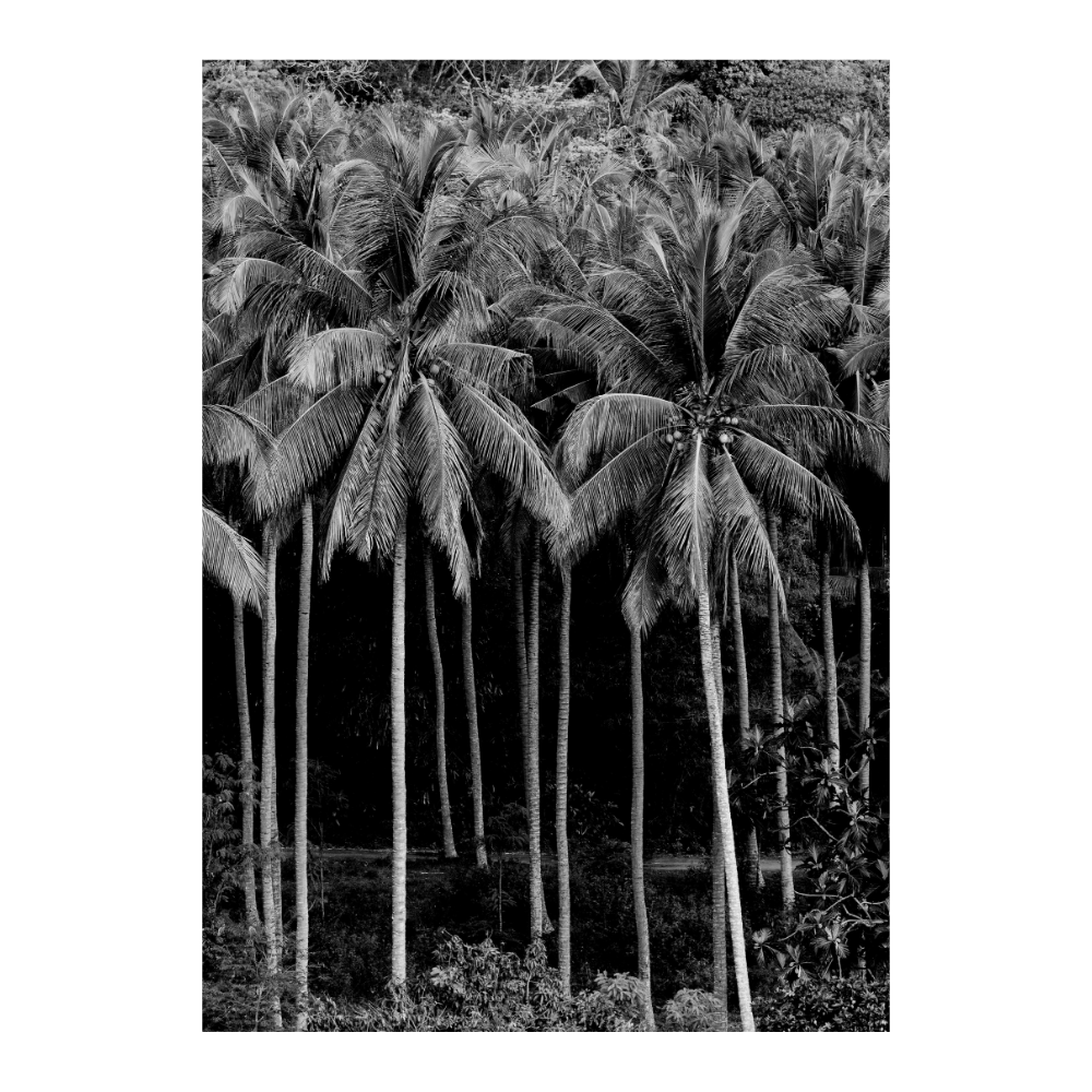 Black Palms