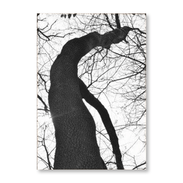 Black & White Tree Set I - Jasper & Jute