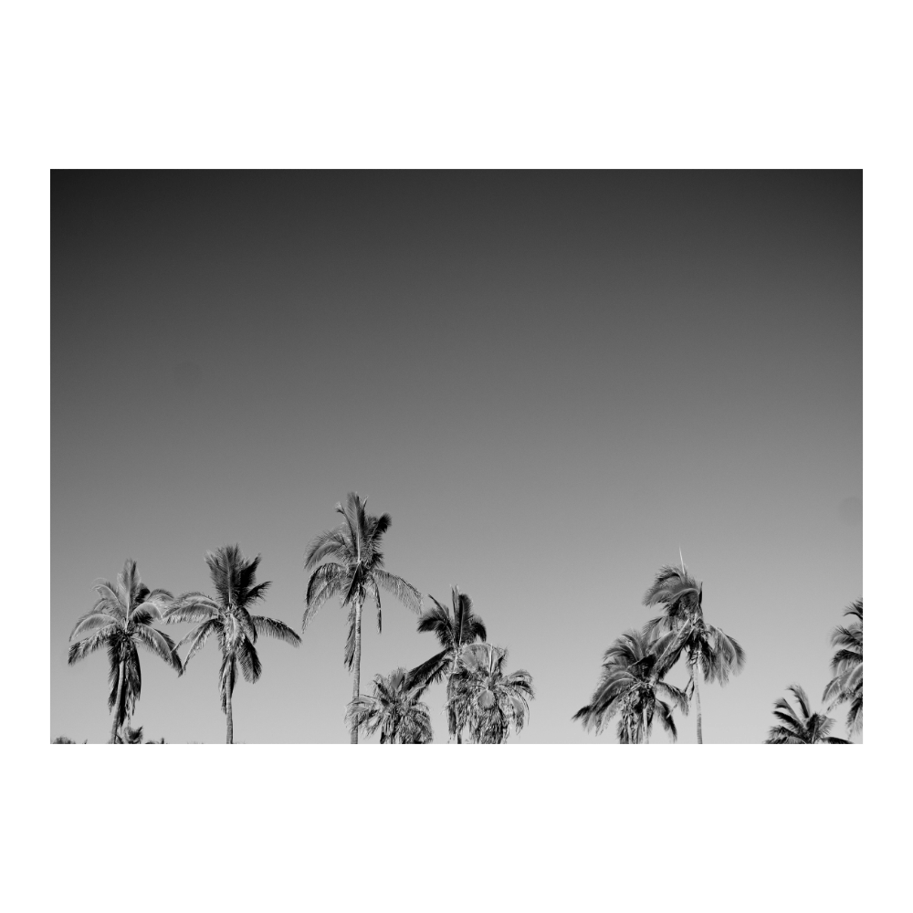 Black And White Palms Baja California Sur, Mexico