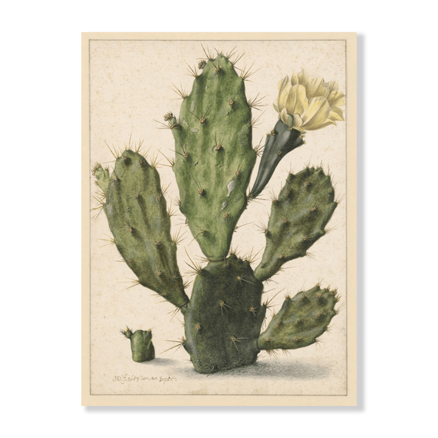 Bloeiende Vijgcactus (1683) - Jasper & Jute