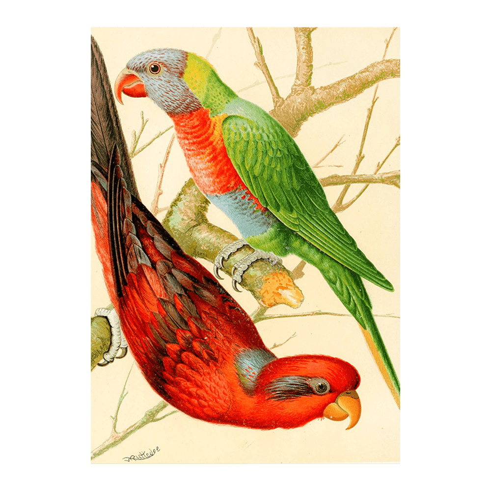 ‍Blue Striped Lory, Blue Mountain Lory (100% off)
