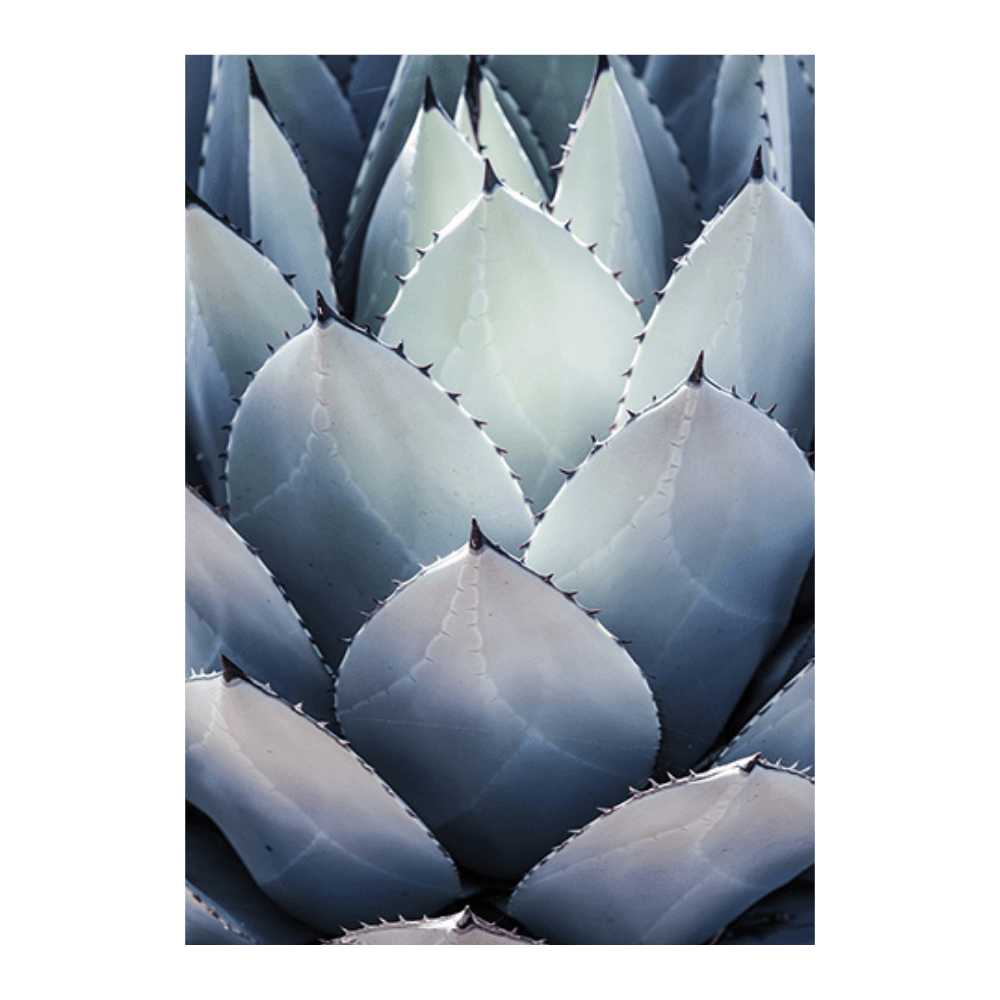Blue Agave Side