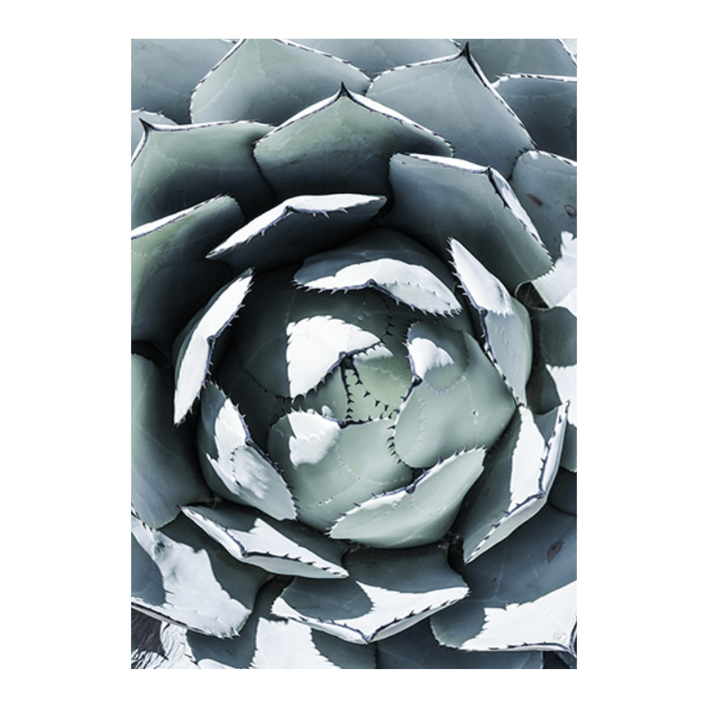 Blue Agave Top