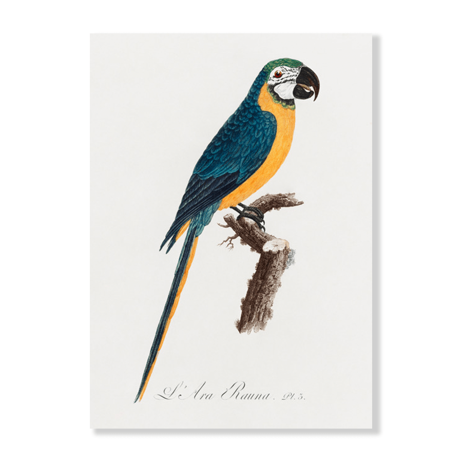 Blue & Yellow Macaw - Jasper & Jute