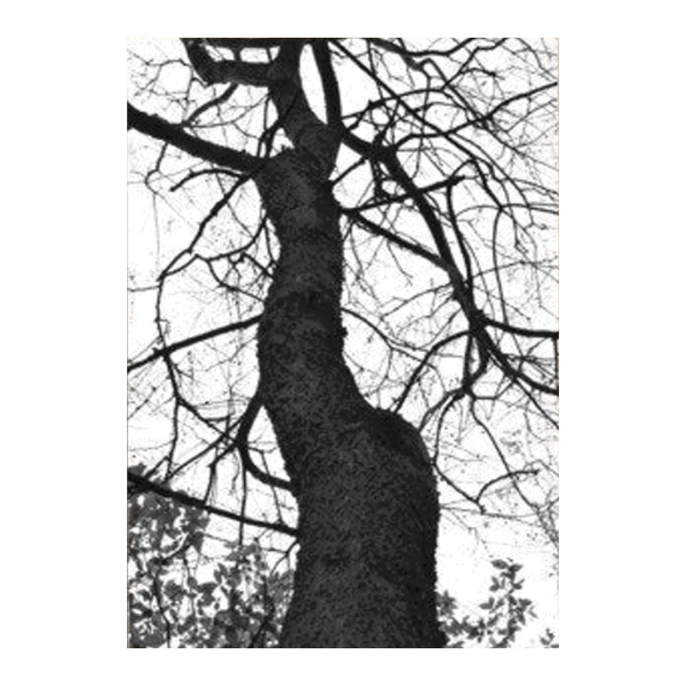 Black & White Tree Set II