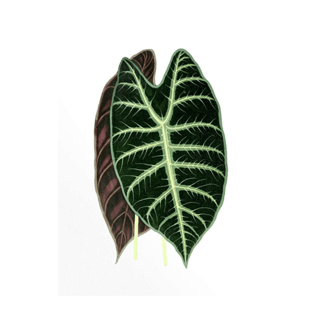 French Tropical Illustration I