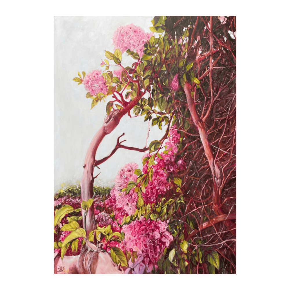 Bougainvillea