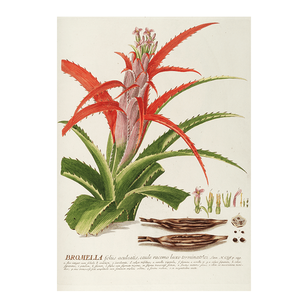 Bromelia