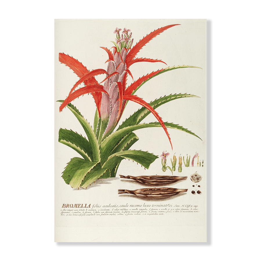 Bromelia - Jasper & Jute