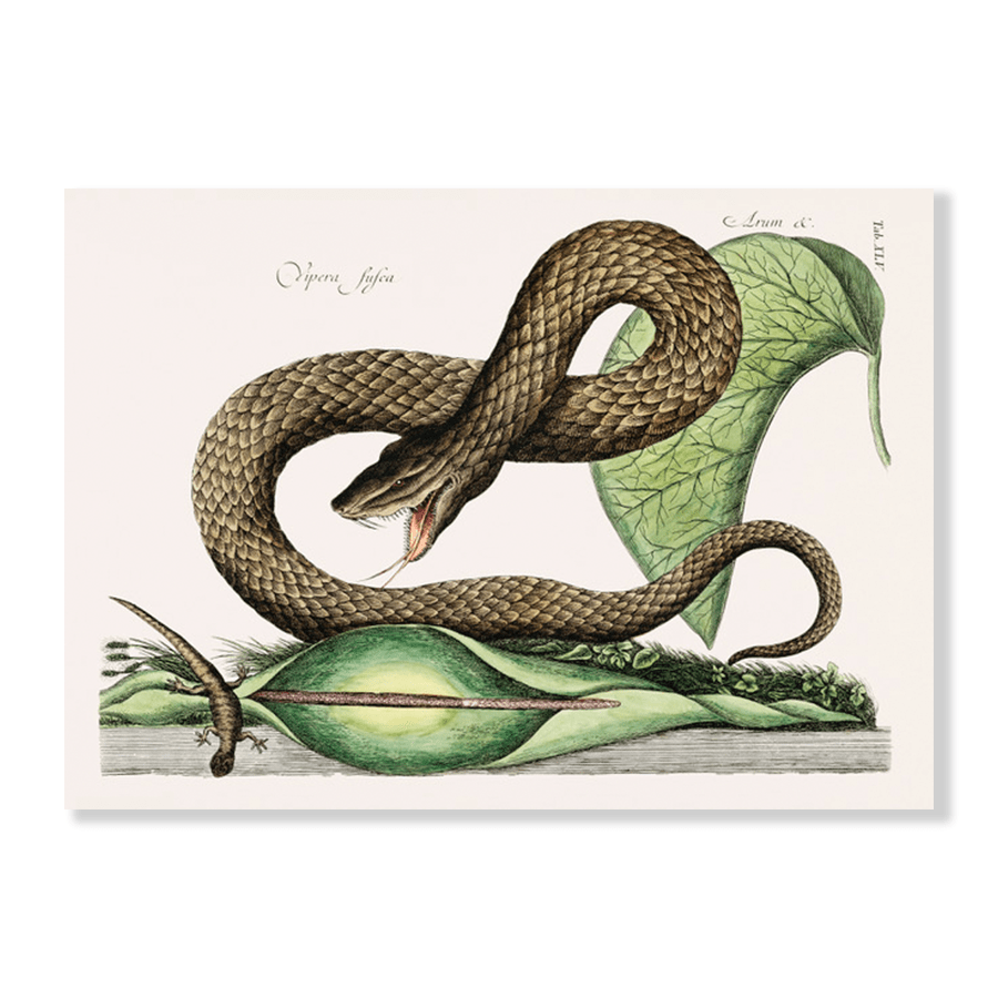 Brown Viper (Vipera Fusca) - Jasper & Jute