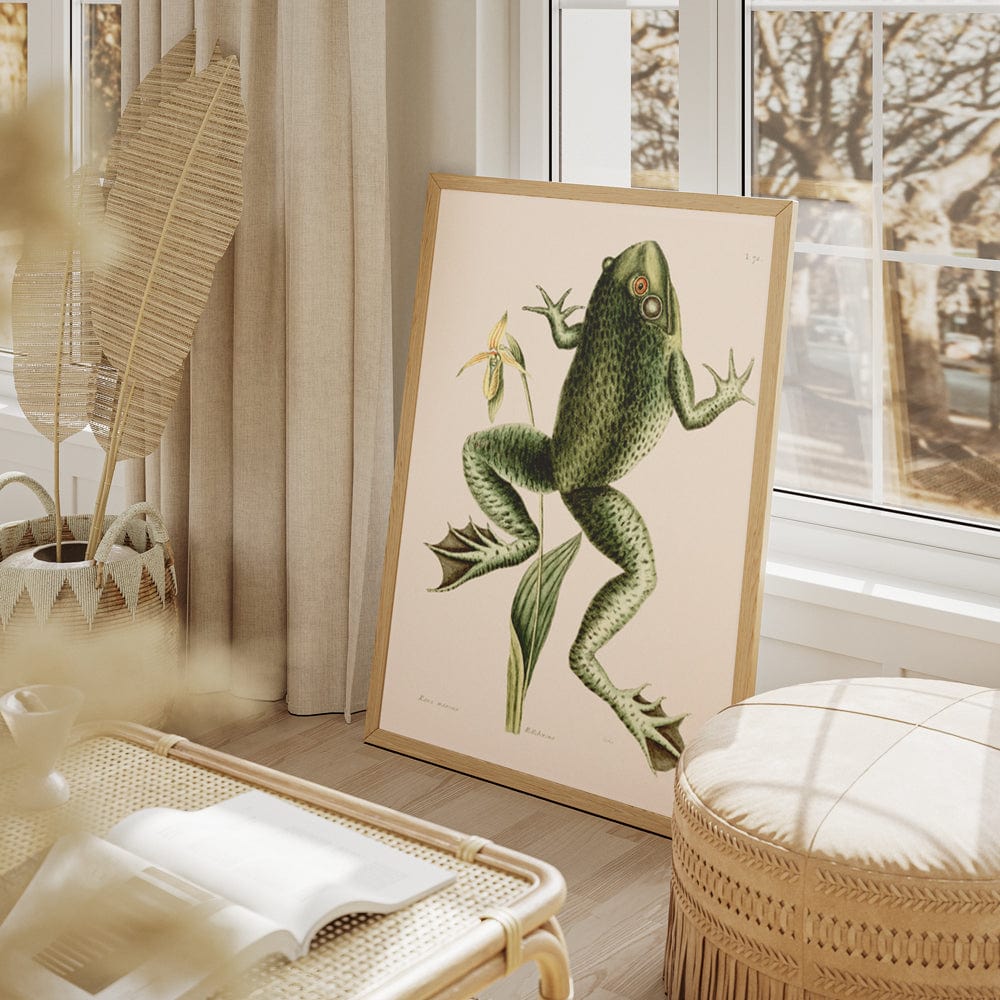 Bull Frog (Rana maxima)