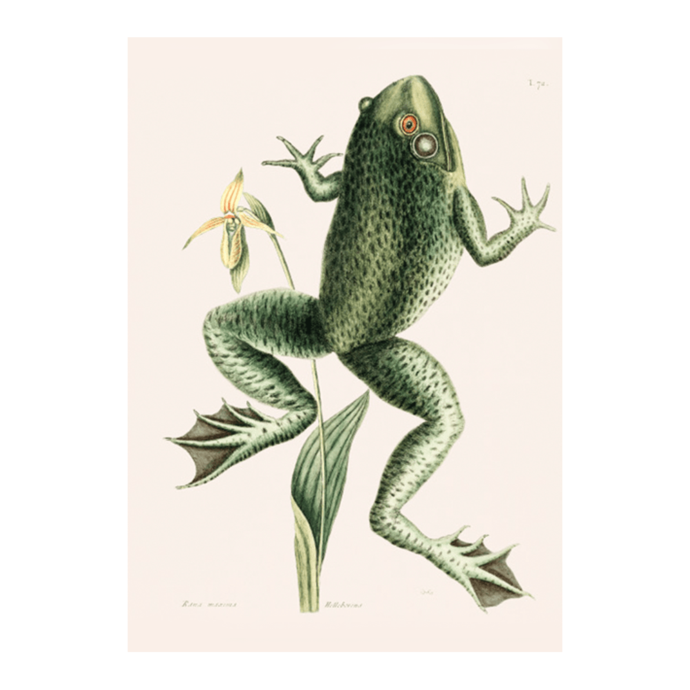 Bull Frog (Rana maxima)
