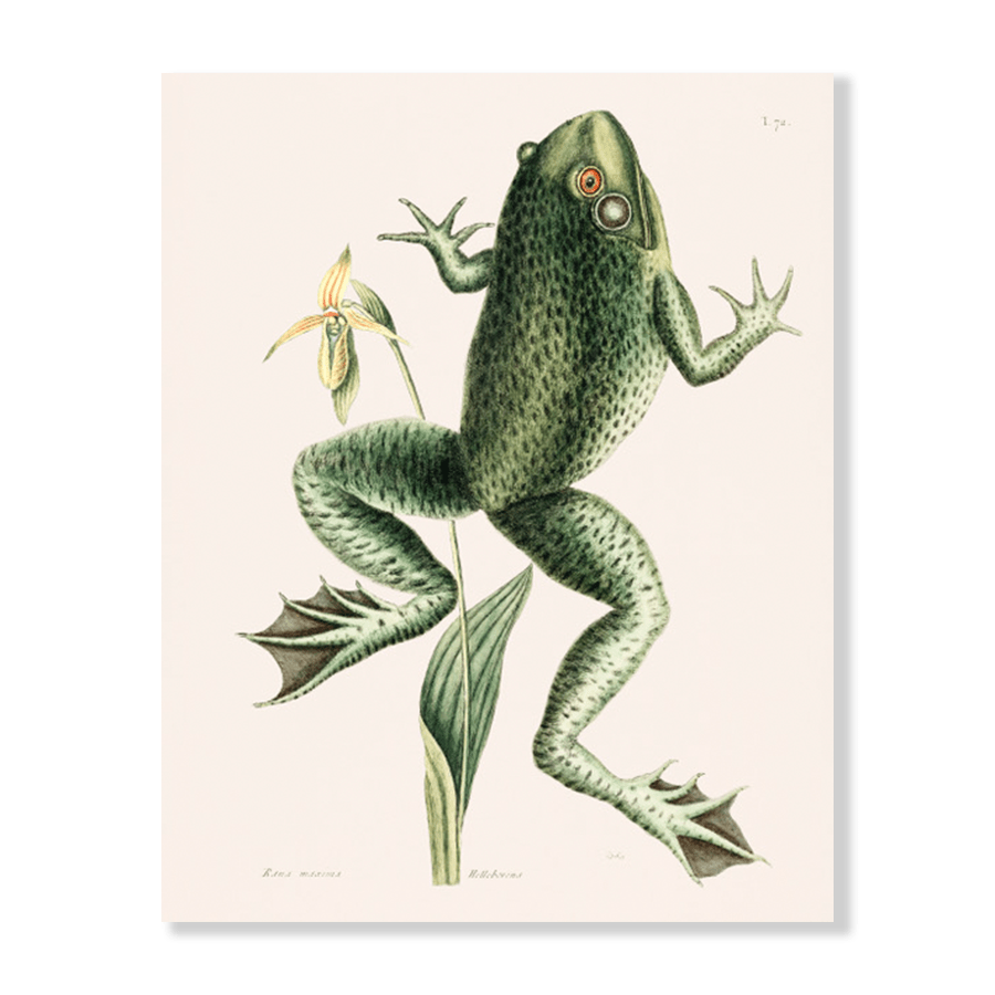 Bull Frog (Rana maxima) - Jasper & Jute