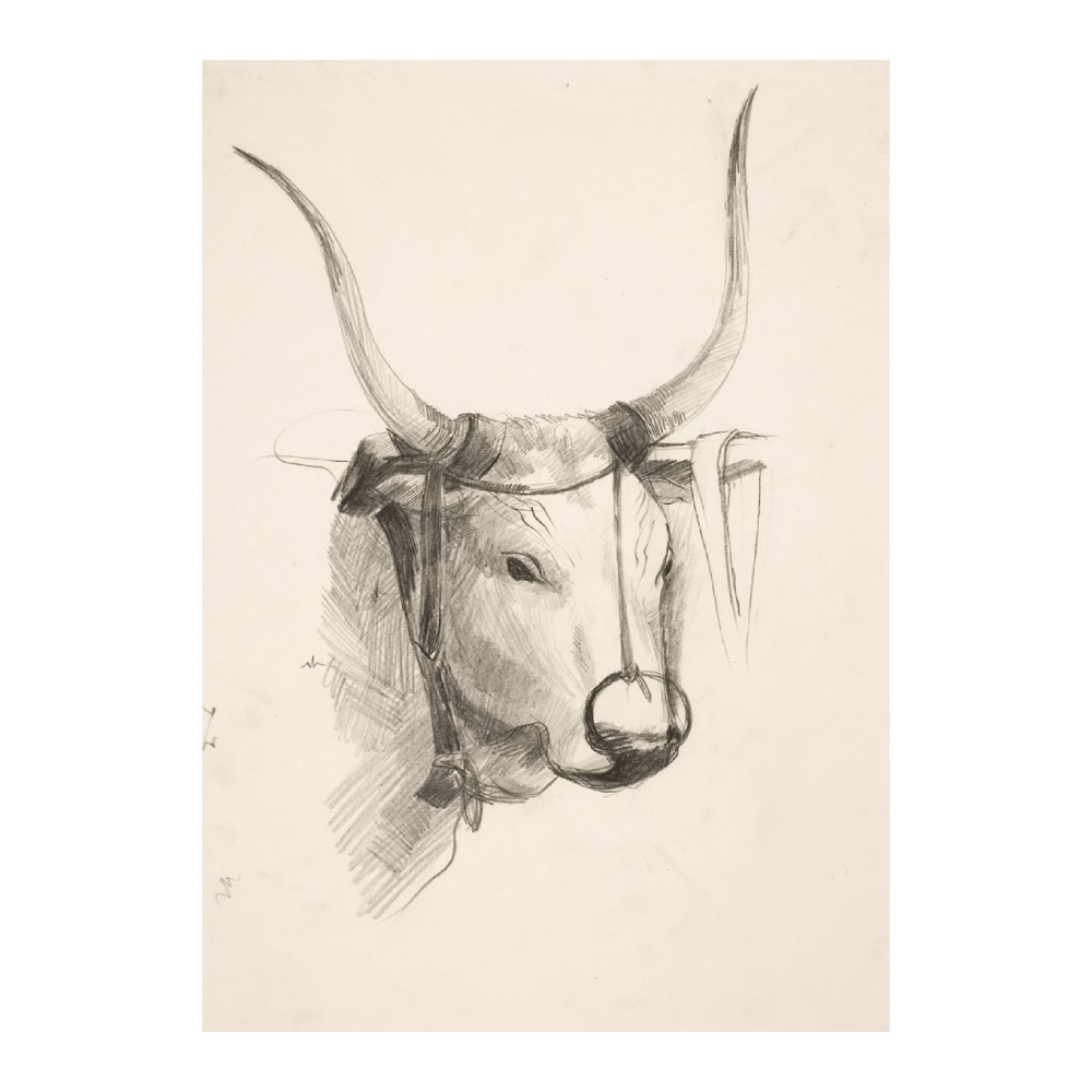 Bull's Head