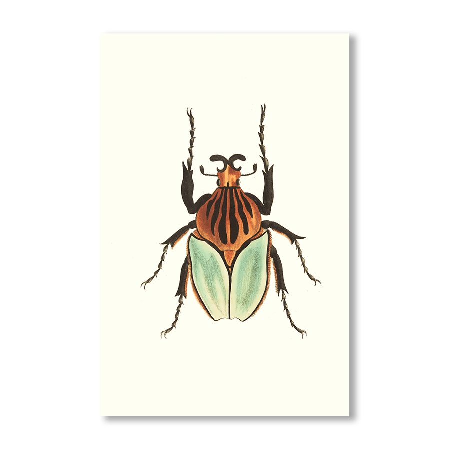 Cacique Beetle - Jasper & Jute