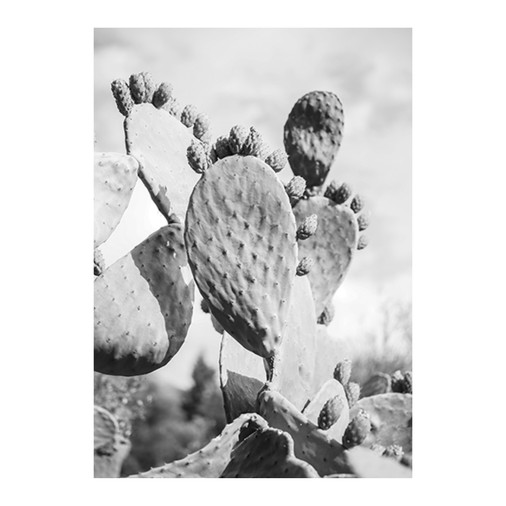 Cacti Cowboy I