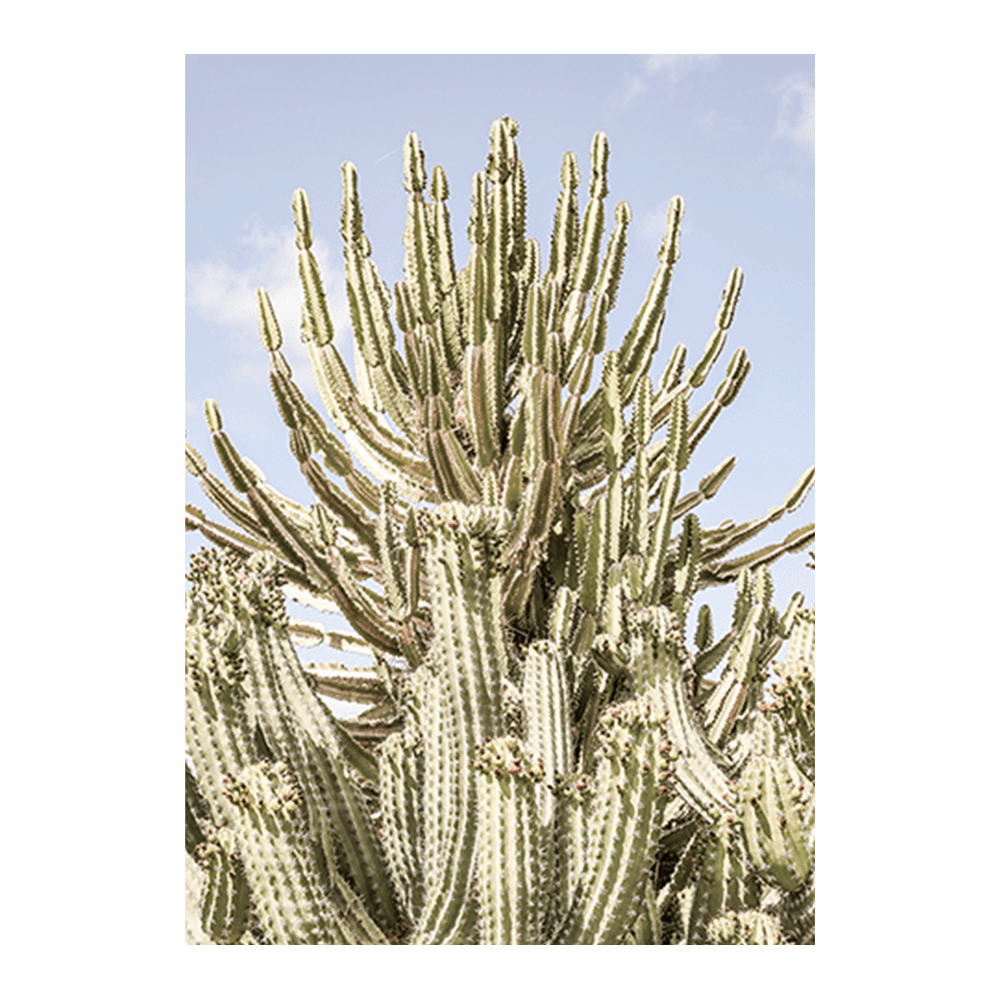 Cactus Forest