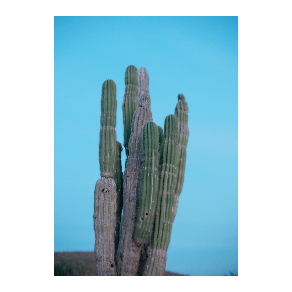 Cactus, Baja California Sur, Mexico
