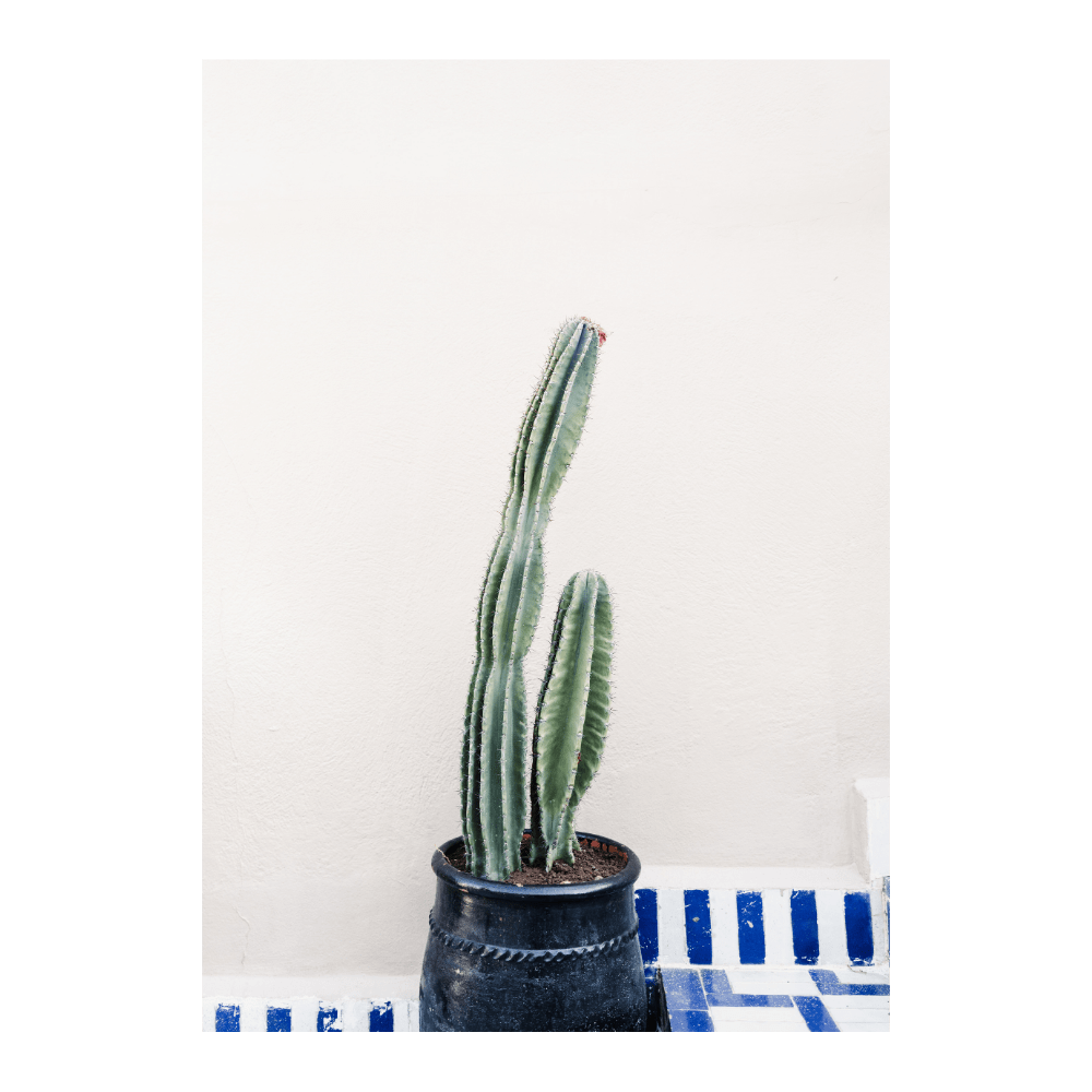 Cactus in Morocco