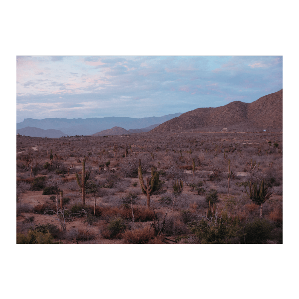 Cactus And Mountains Baja California Sur, Mexico