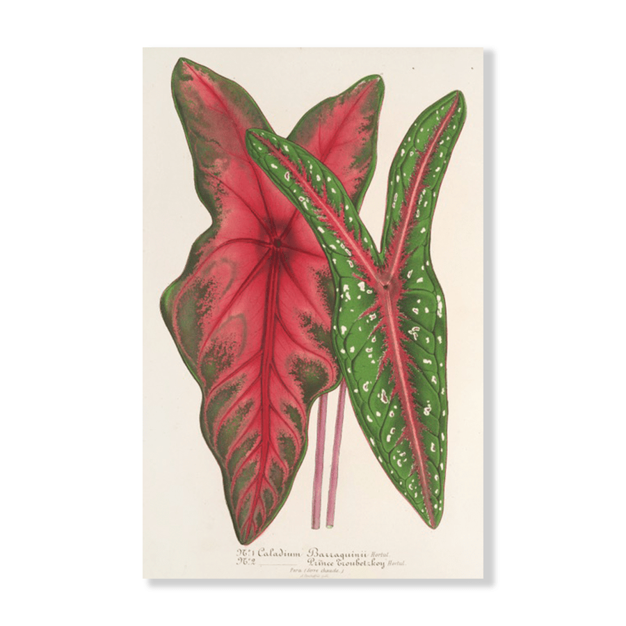 Caladium Baraquinii, Troubetzkoy (1854-1896) - Jasper & Jute