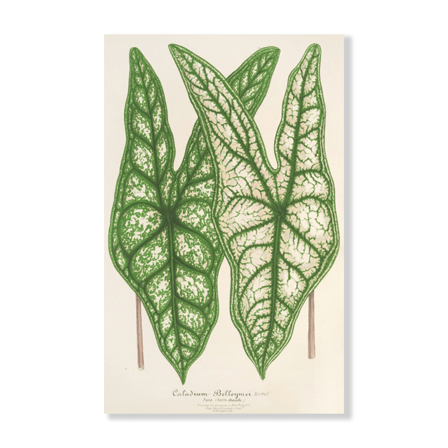 Caladium Belleymei (1854-1896) - Jasper & Jute