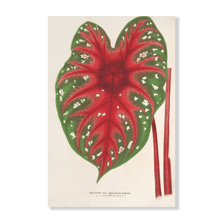Caladium Duc Adolphe de Nassau (1854-1896) - Jasper & Jute