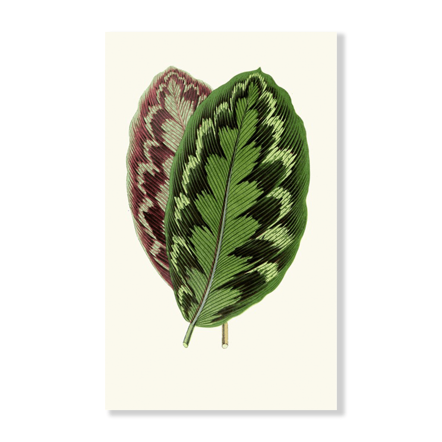 Calathea Veitchiana (1867-1870) - Jasper & Jute