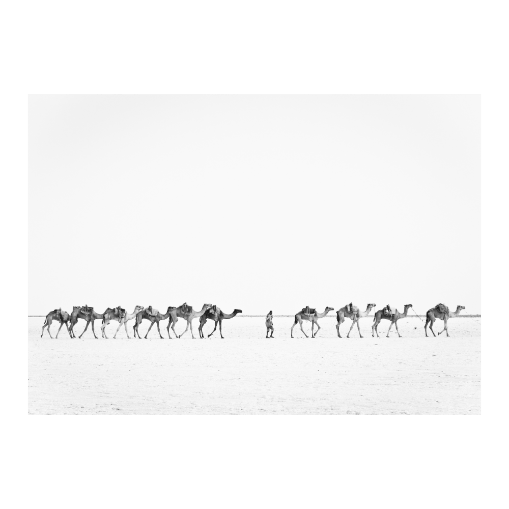 Camel Caravan In Ethiopia
