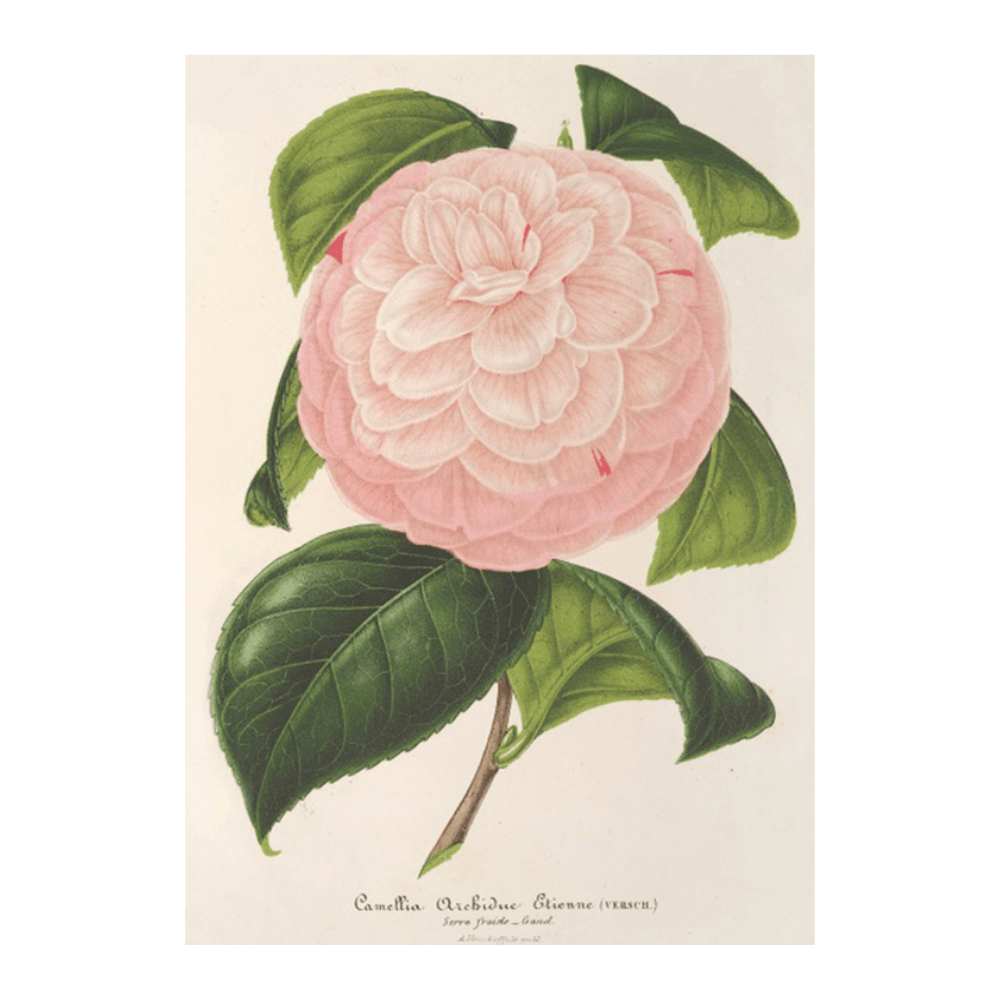 Camellia Archiduc Étienne (1854-1896)